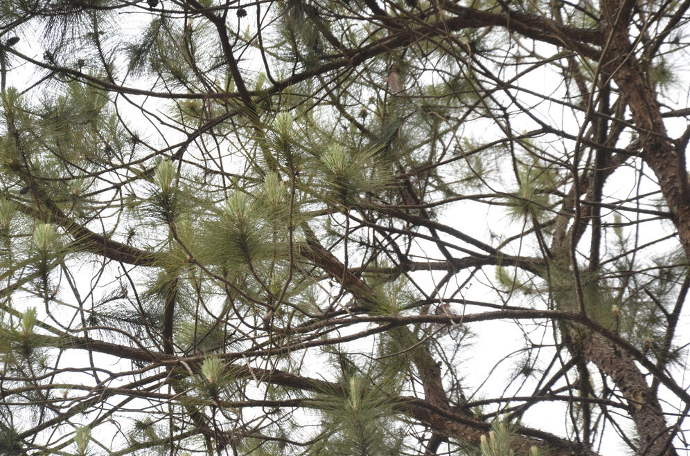 Pinetree Pinetree