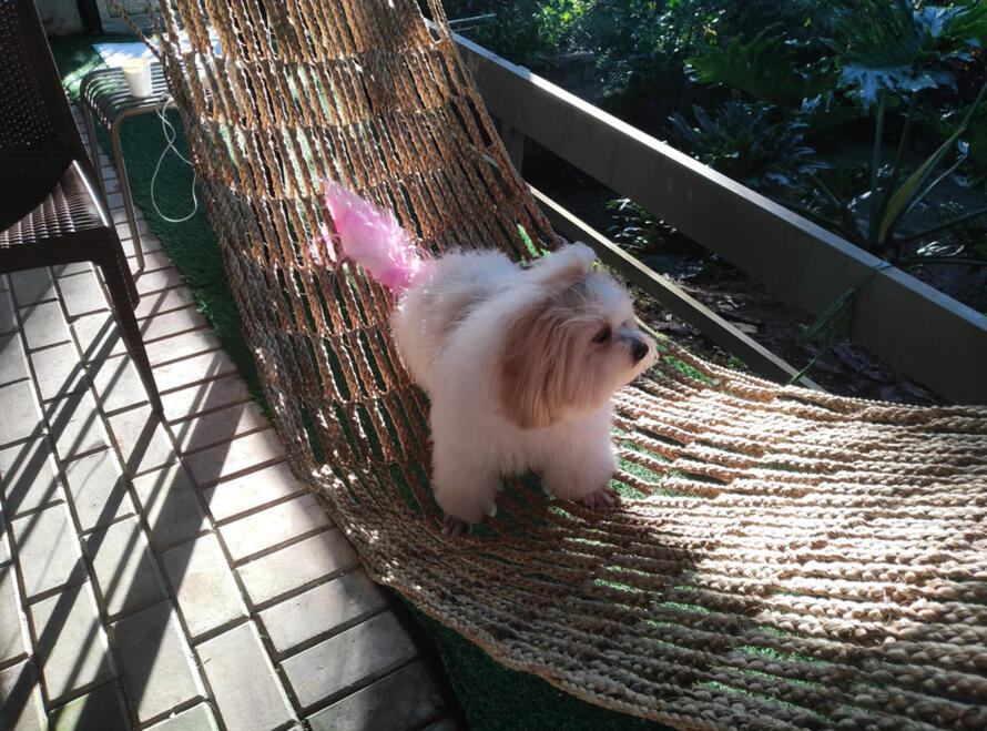 Pet enjoying duyan Pet enjoying duyan